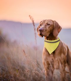 collare ad alta visibilità per cani