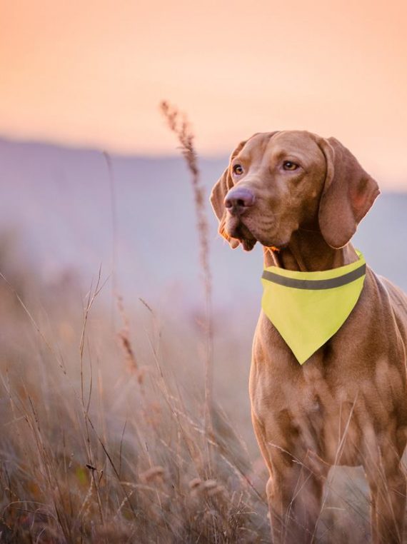 collare ad alta visibilità per cani