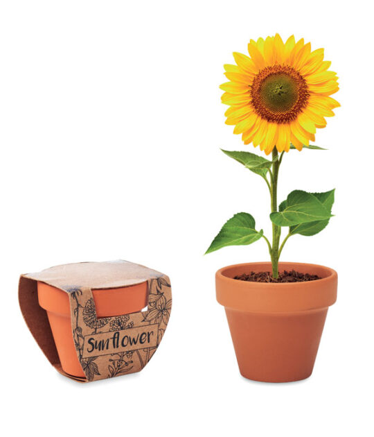 vaso con kit per coltivare fiori