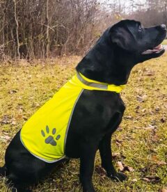 Gilet di sicurezza ad alta visibilità per cani,